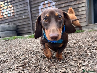 Miniature Dachshund dogs in Farnborough - Advert 32
