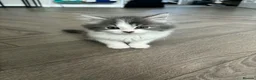 Mixed Breed cats for sale: Super fluffy kittens  - Advert 4