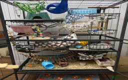 Rat rodents for sale: Female rats and cage for sale  - Image 2