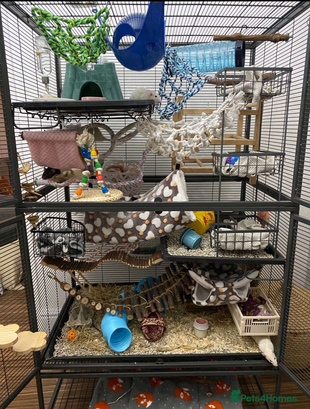 Rat rodents for sale: Female rats and cage for sale  - Image 2