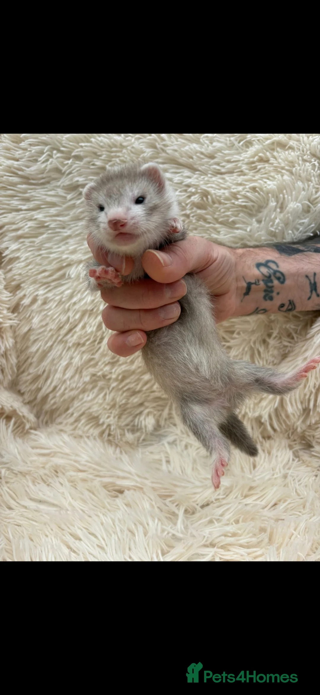 Ferret rodents for sale: Pedigree Full & semi Angora Ferret kits £150-£250  - Advert 12