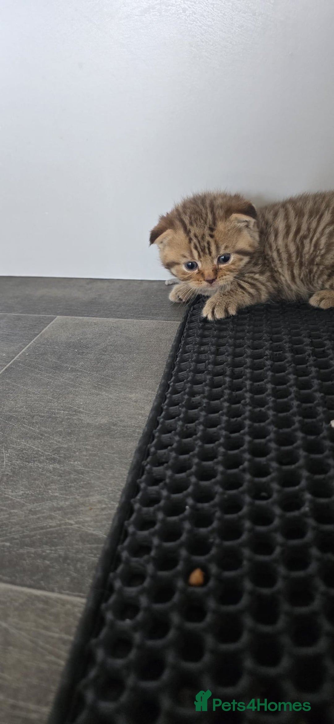Scottish Fold cats for sale: For sale Scottish fold kitties  - Image 20