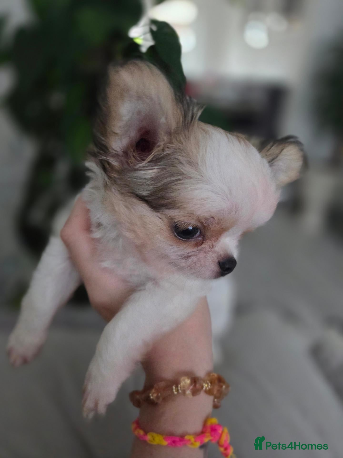 Chihuahua dogs Kcreg long coat boy - Advert 2