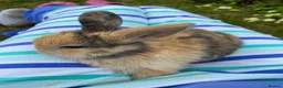 Mini Lop rabbits for sale: Beautiful mini-lop baby rabbits - Advert 19