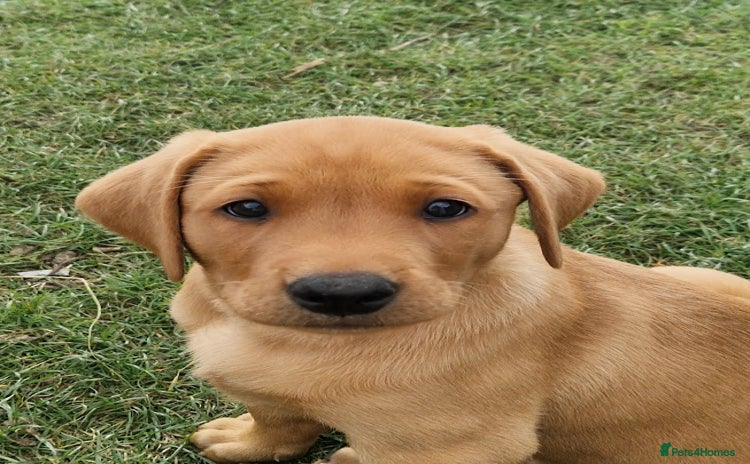 Labrador Retriever dogs - Advert 14