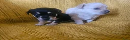 Chorkie dogs for sale: Beautiful chorkies  - Advert 9