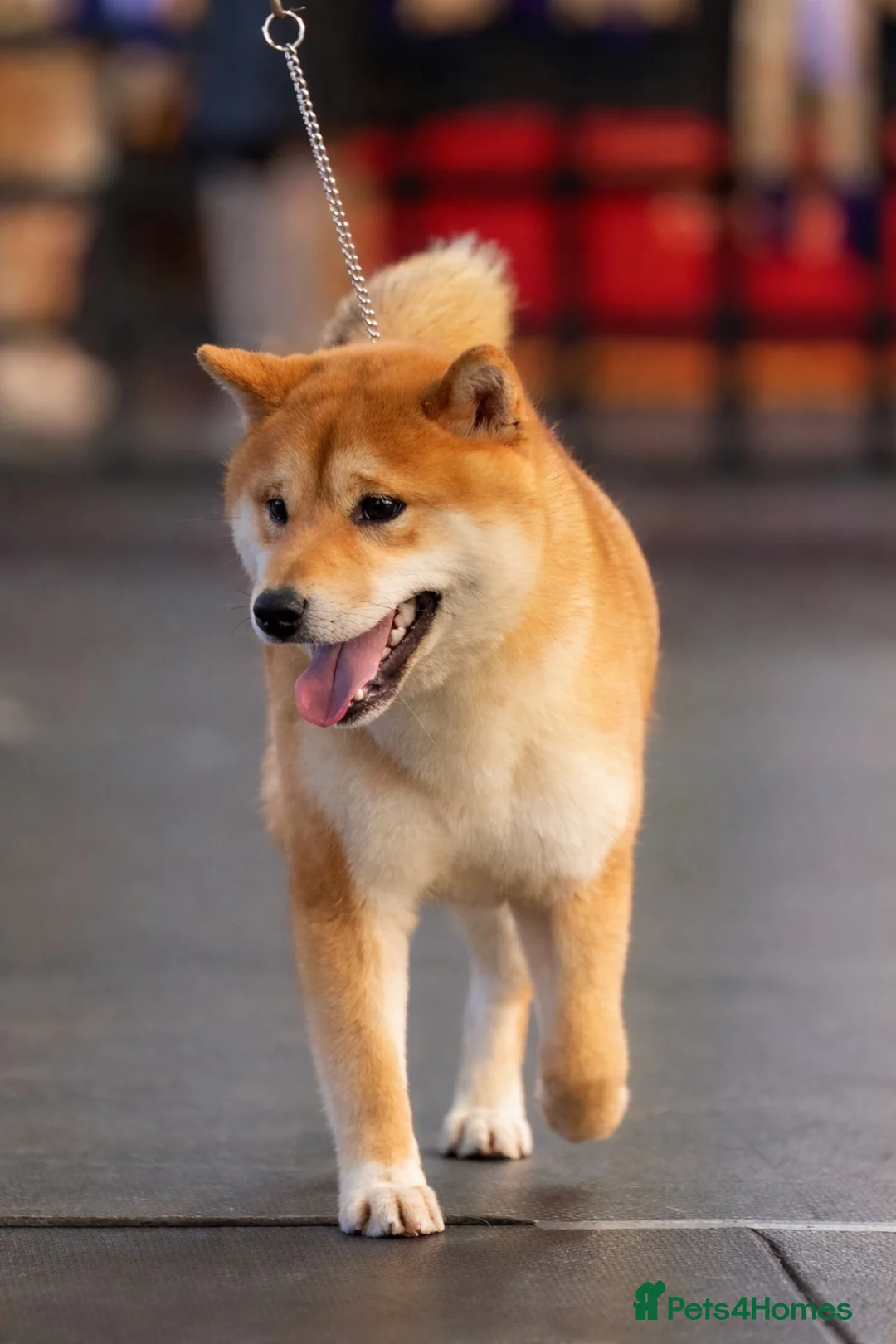 Japanese Shiba Inu dogs for sale: Male Shiba Inu 15 mths old - Advert 1