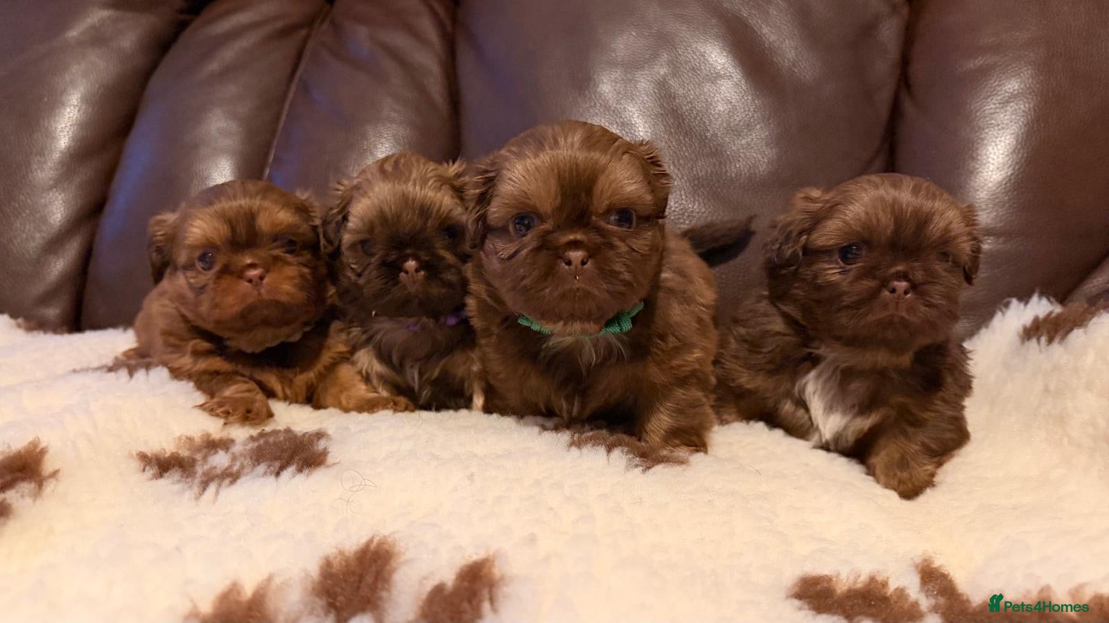 Shih Tzu dogs Chocolate imperial shihtzu puppies - Advert 4