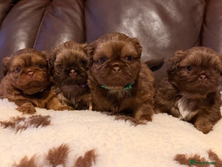 Shih Tzu dogs Chocolate imperial shihtzu puppies - Advert 4