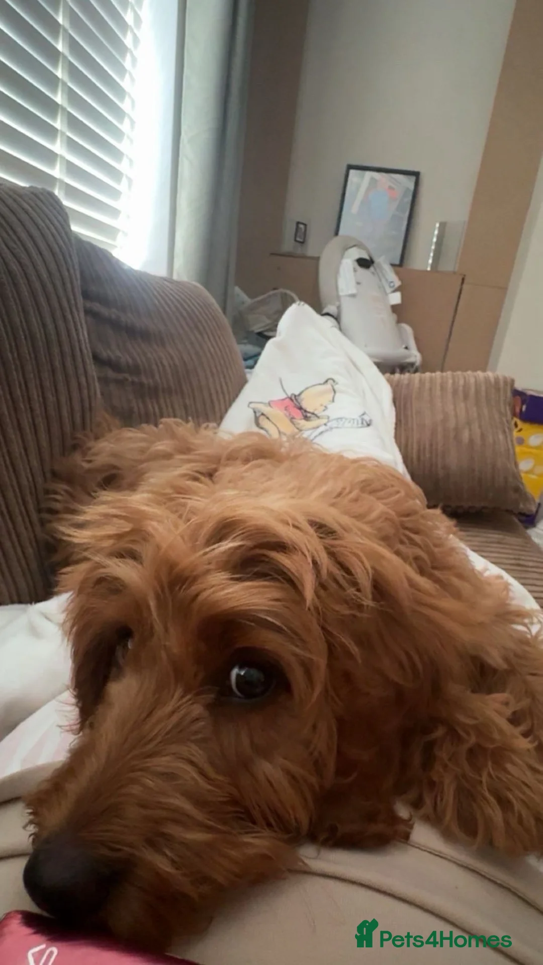 Cockapoo dogs for sale: Beautiful cockapoo - Advert 2