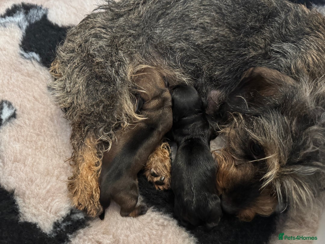 Miniature Dachshund dogs for sale: Long Awaited Wire Haired Miniature Dachshunds - Image 9