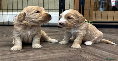 Double Doodle dogs - Advert 27