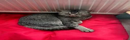 British Shorthair cats for sale: Peanut - Advert 3