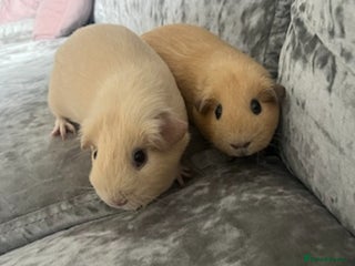 Guinea Pig rodents - Advert 8