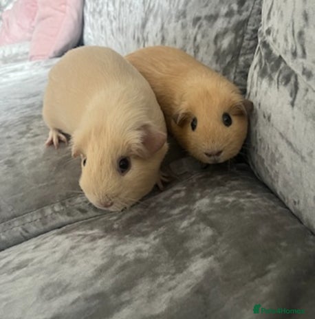 Guinea Pig rodents - Advert 1