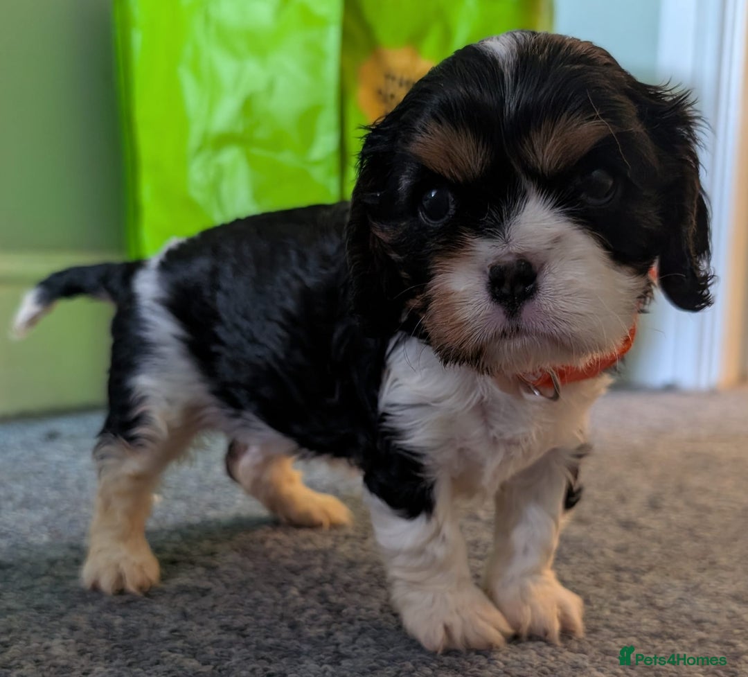 Cavalier King Charles Spaniel dogs for sale: KC Health Tested Cavalier King Charles Puppy  - Image 3