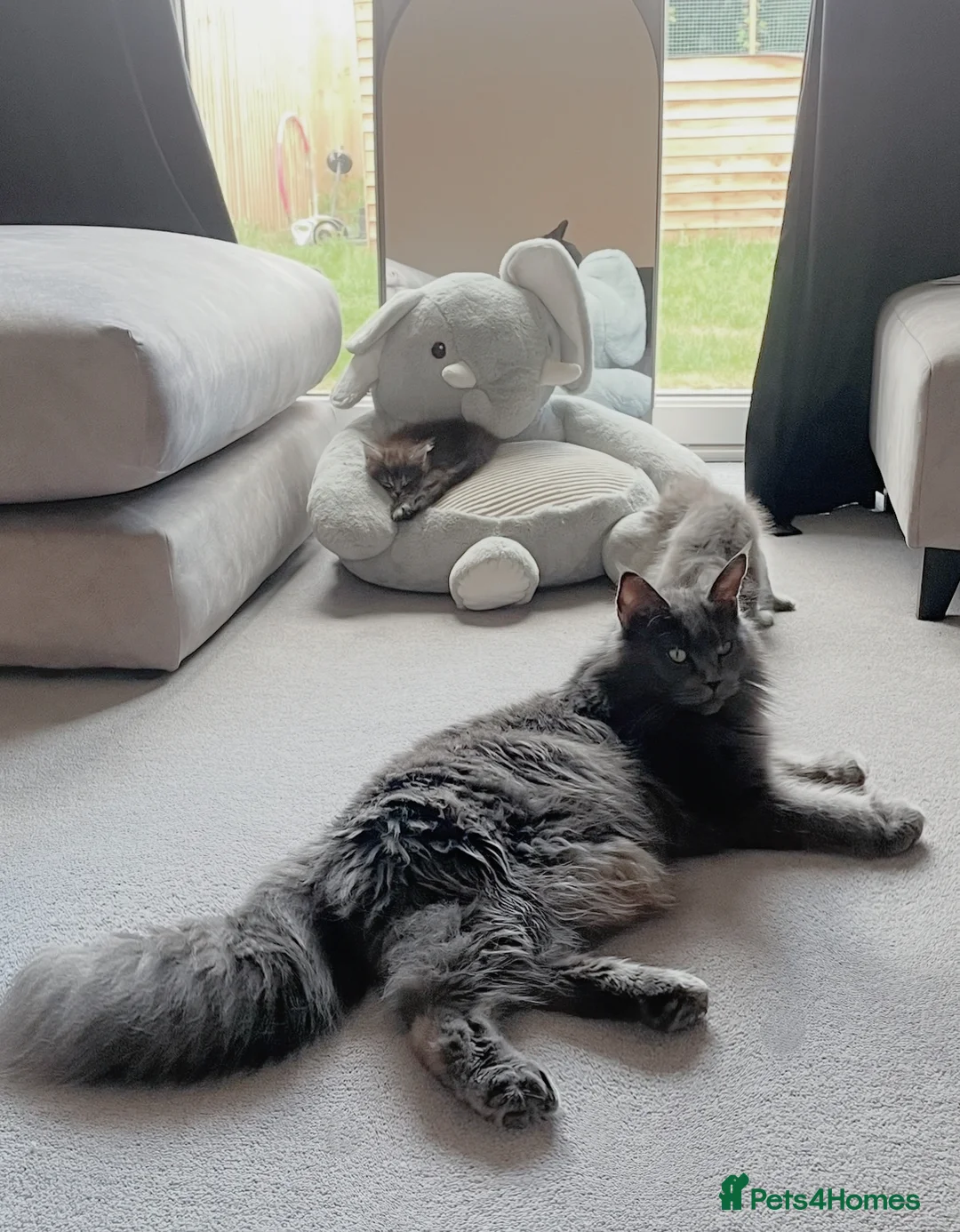 Maine Coon cats for sale: Giant Russian Mainecoons Kittens - Advert 14