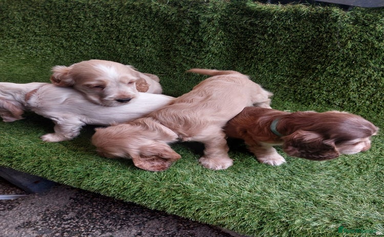 Cocker Spaniel dogs - Advert 2