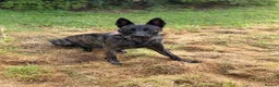 Belgian Shepherd Dog dogs for sale: EXCEPTIONAL WORKING LINE SHEPHERDS! - Advert 10