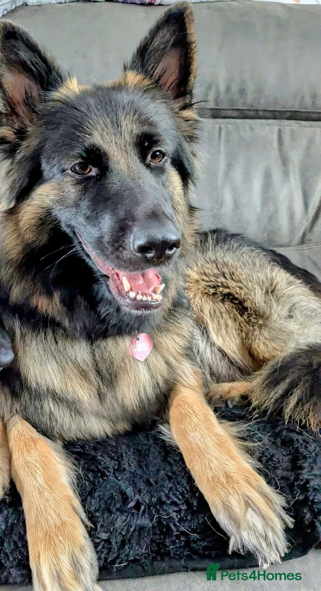 German Shepherd dogs for sale: skye x - Advert 18