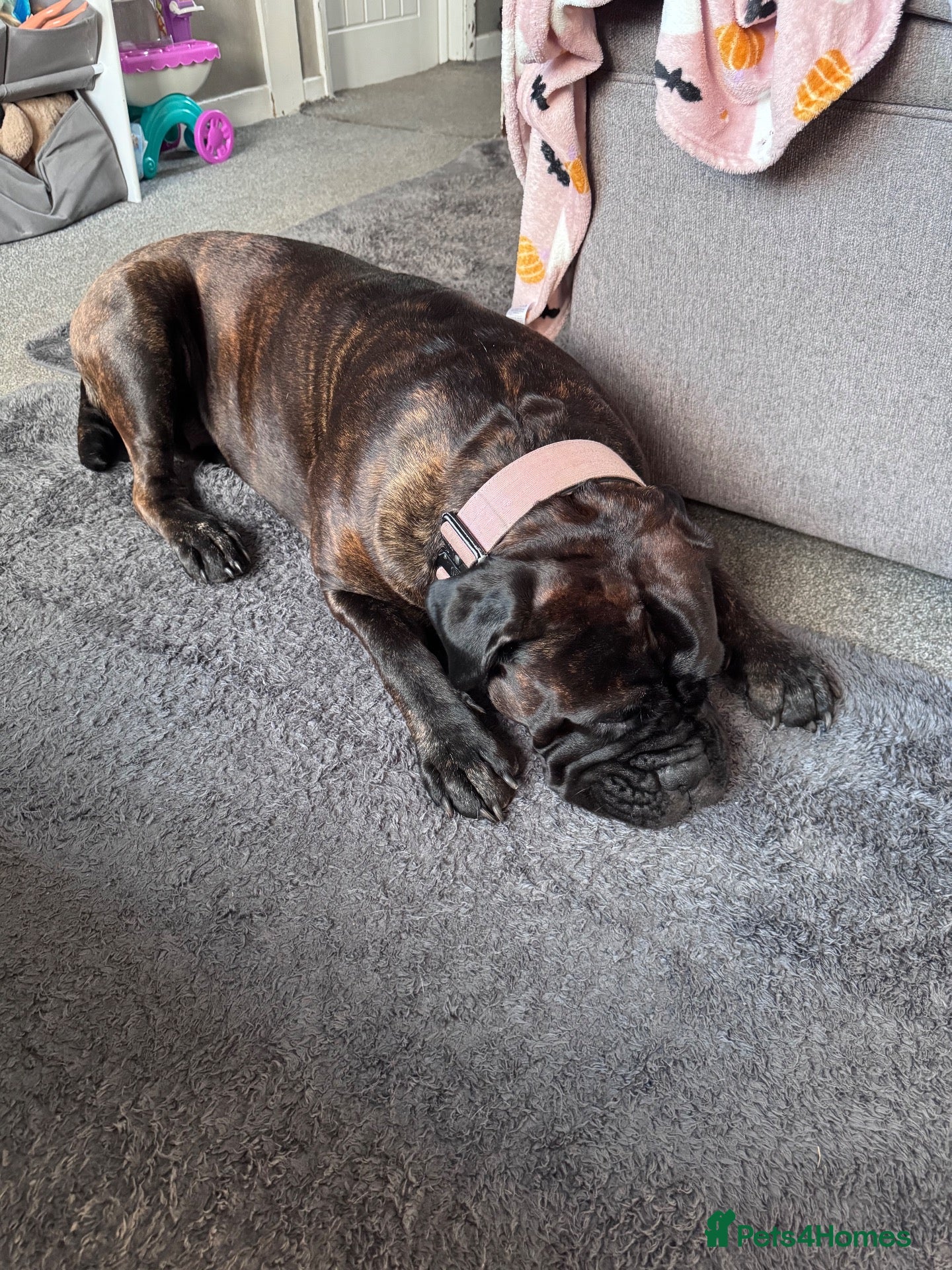 Bullmastiff dogs Purebred Bullmastiff puppies - 3 Boys and 3 girls - Advert 11