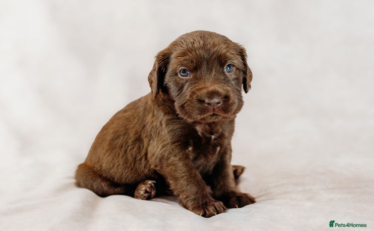 Mixed Breed dogs - Advert 10
