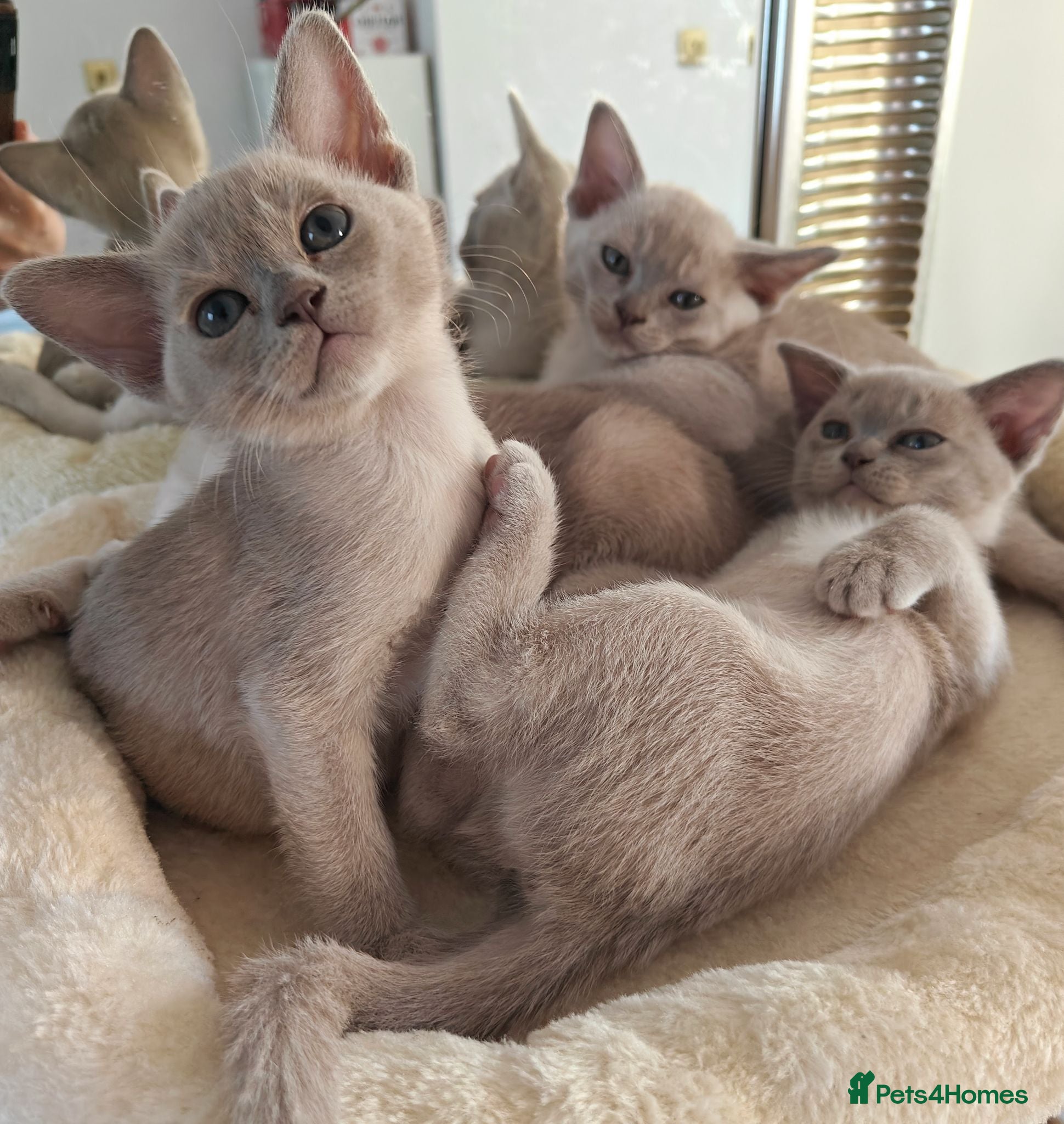 Burmese cats This week ready for a new home Burmese boy - Advert 6