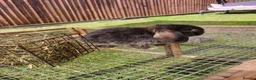 Mini Lop rabbits for sale: Mini lops 2 males - Advert 11