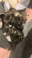 Mixed Breed cats Four kittens for sale - Advert 5