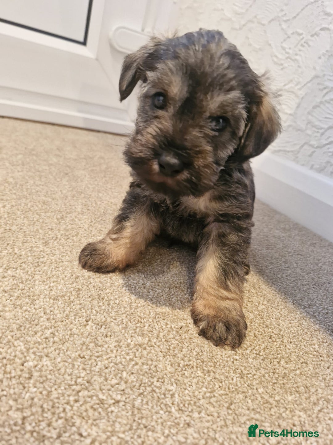 Mixed Breed dogs for sale: F1 schnoodles babies  - Advert 4