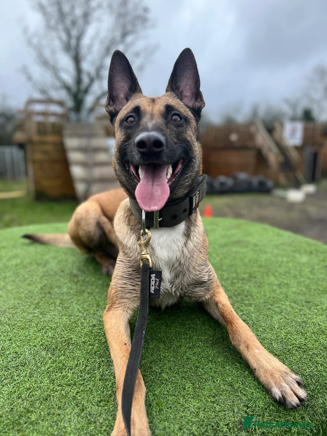 Belgian Shepherd Dog dogs for sale: Belgian Malinois Protection Dog - Advert 2