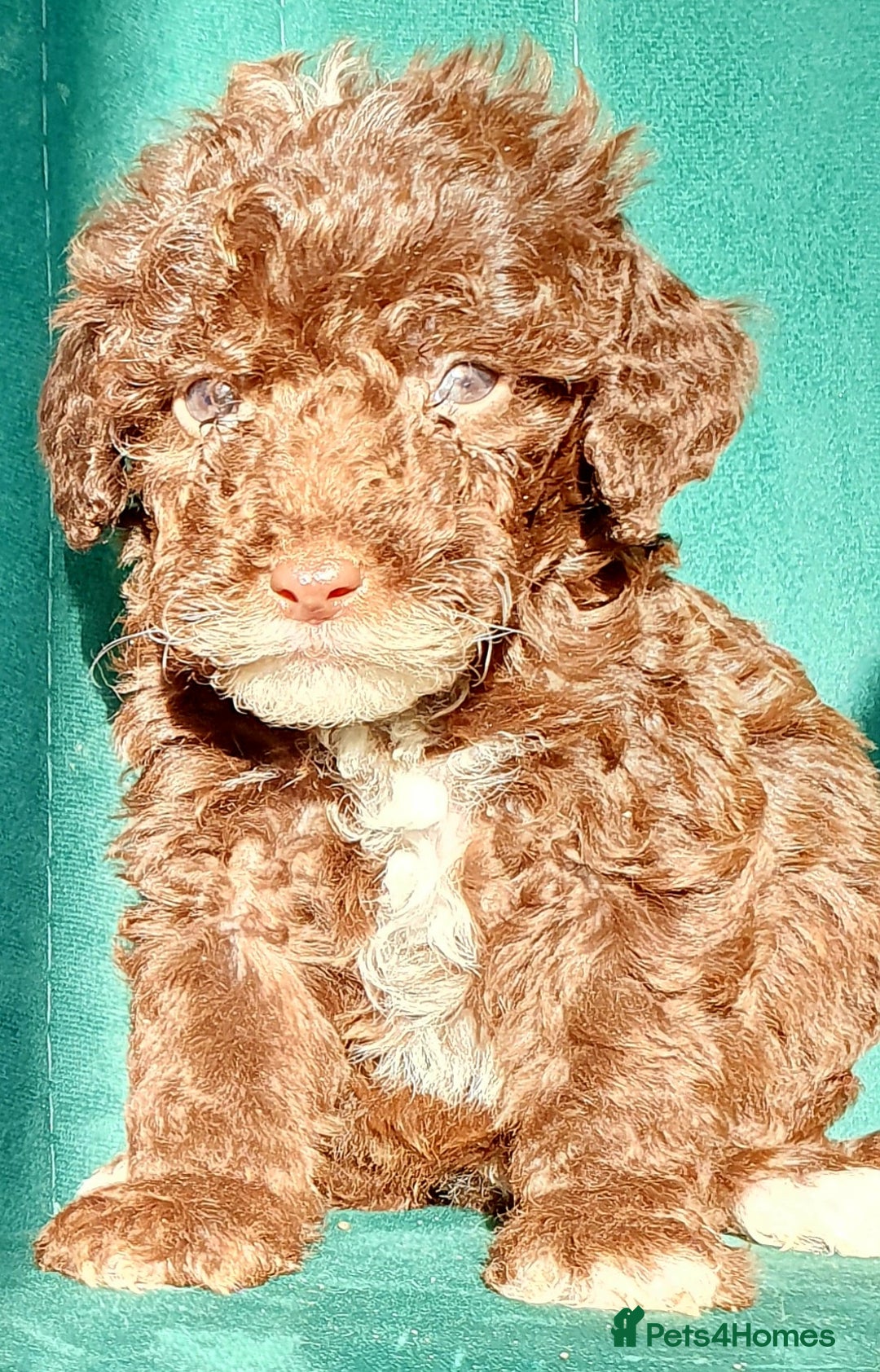 Miniature Poodle dogs for sale: Miniature poodle  - Advert 14
