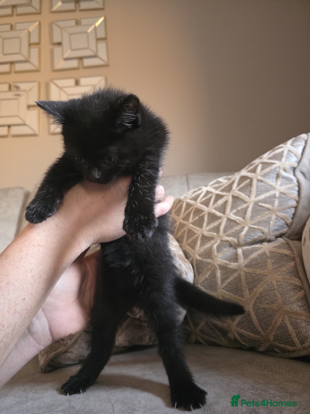 Mixed Breed cats for sale: Mum is a blue British shorthair  - Advert 7