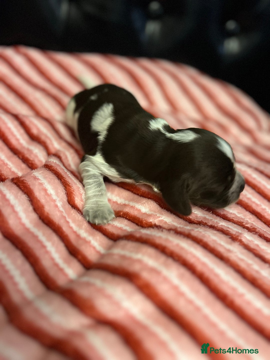 Cocker Spaniel dogs for sale: Show type cocker spaniels  - Advert 7