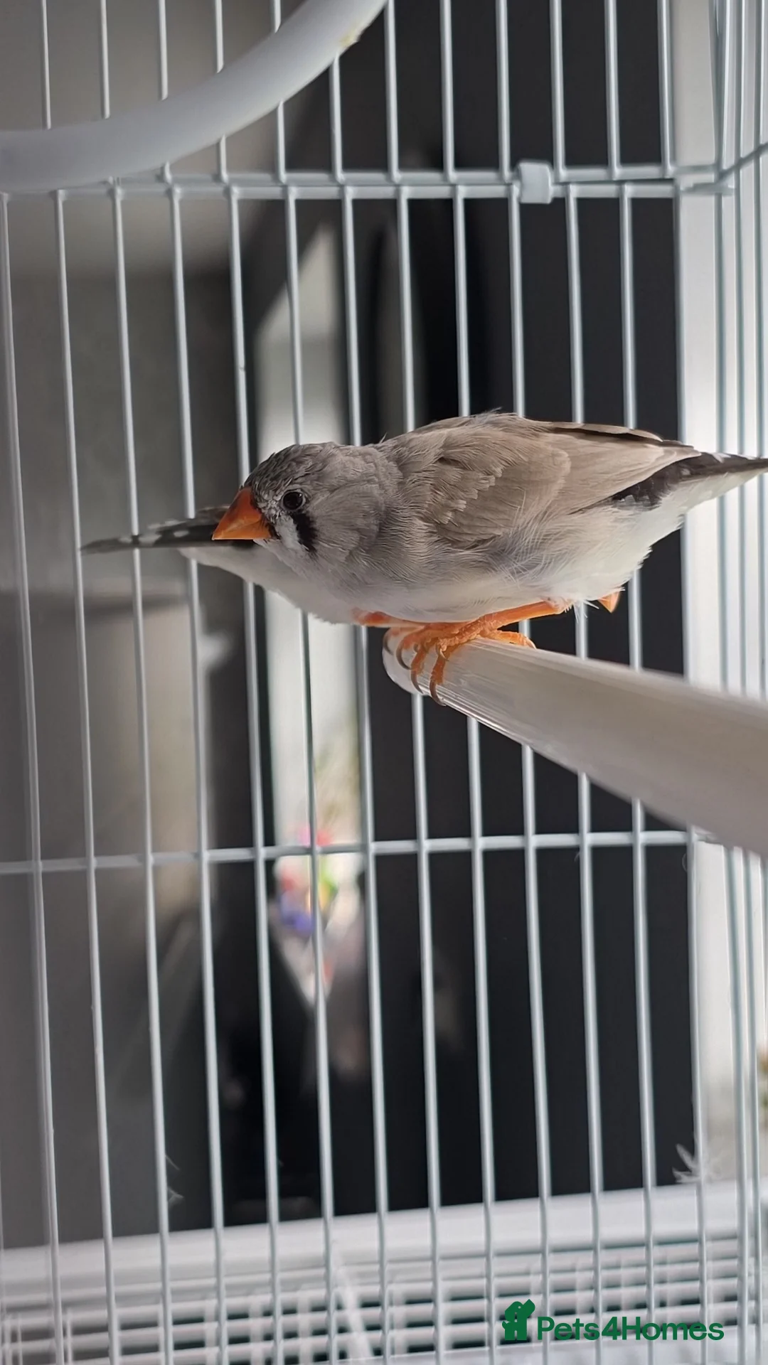 Finches birds for sale: Beautiful zebra finch  - Advert 2