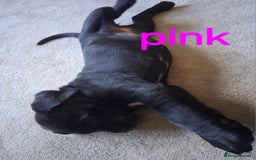 Cane Corso dogs for sale: Gorgeous Cane Corso pups - 2 chunky girls left! - Image 7