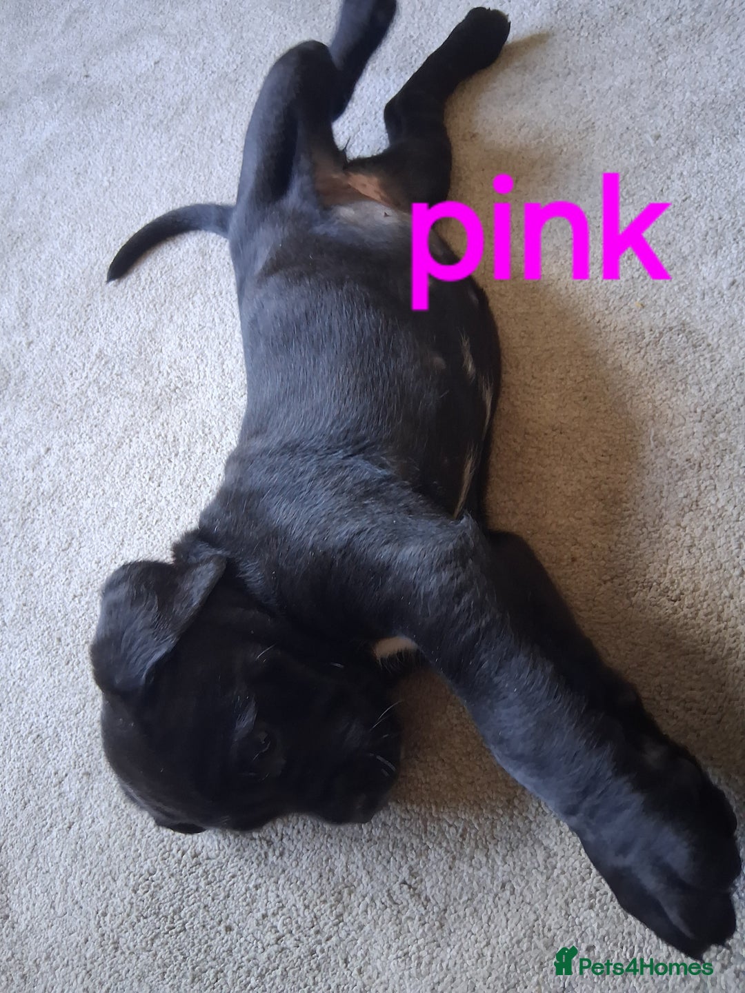 Cane Corso dogs for sale: Gorgeous Cane Corso pups - 2 chunky girls left! - Image 7