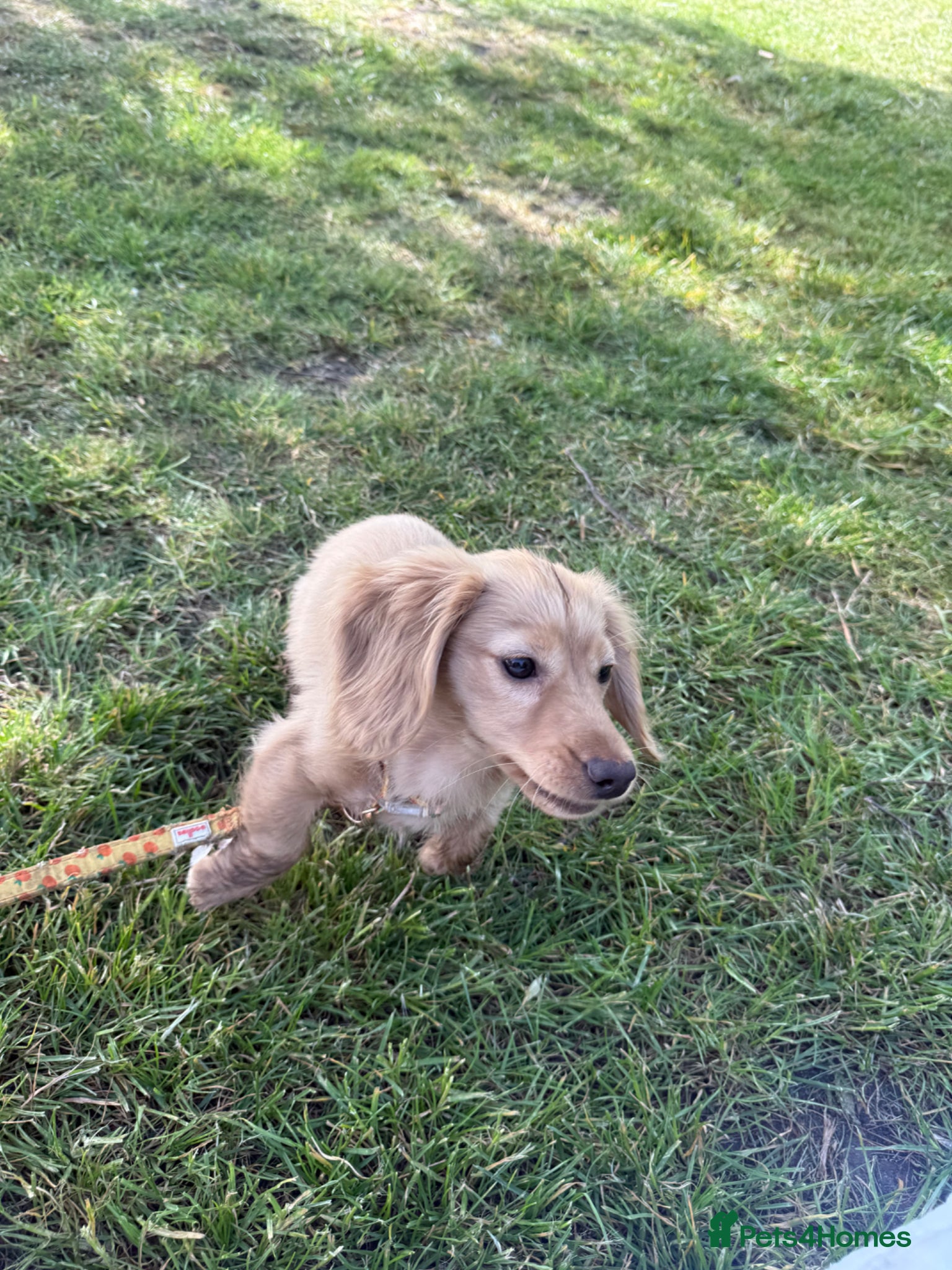 Miniature Dachshund dogs for sale: Cream miniature dachshund  - Advert 6
