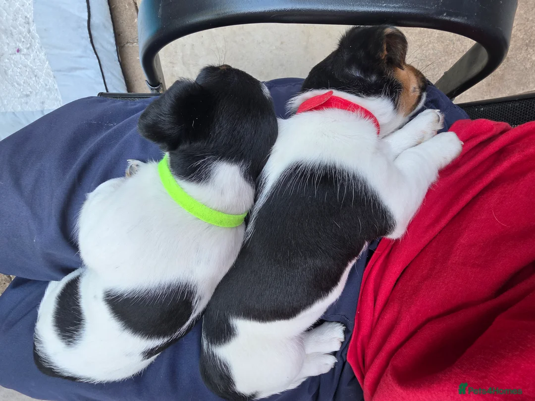 Jack Russell dogs for sale: *Last 1* Adorable Jack Russell for 5* Home - Advert 2