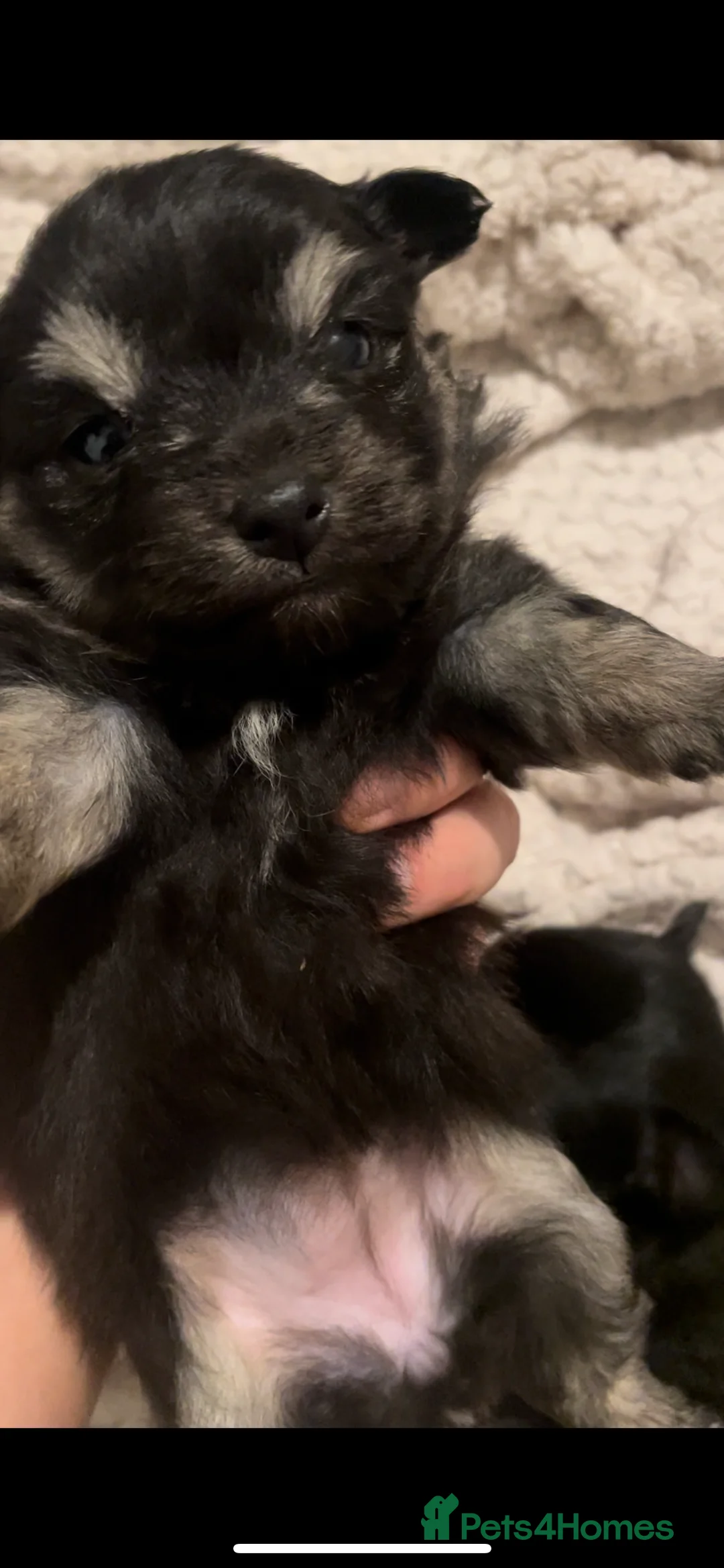 Pomeranian dogs for sale: Pomeranian puppies  - Advert 7