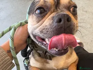 French Bulldog dogs Male French Bulldog - Advert 3