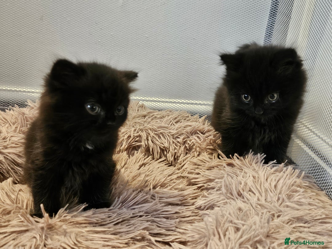 British Shorthair cats for sale: 4 lovely kittens - Image 13
