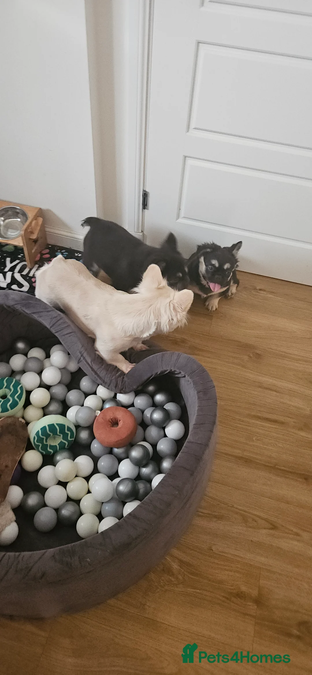 French Bulldog dogs for sale: Coco tan point fluffy frenchie pups - Advert 1