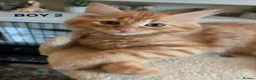 Mixed Breed cats for sale: Ragdoll/Maine Coon/Persian Mix Kittens - Advert 4
