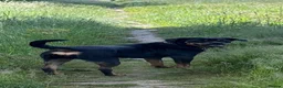 Rottweiler dogs for sale: Kc reg rotweiller pup waiting list now open  in Derby - Advert 7