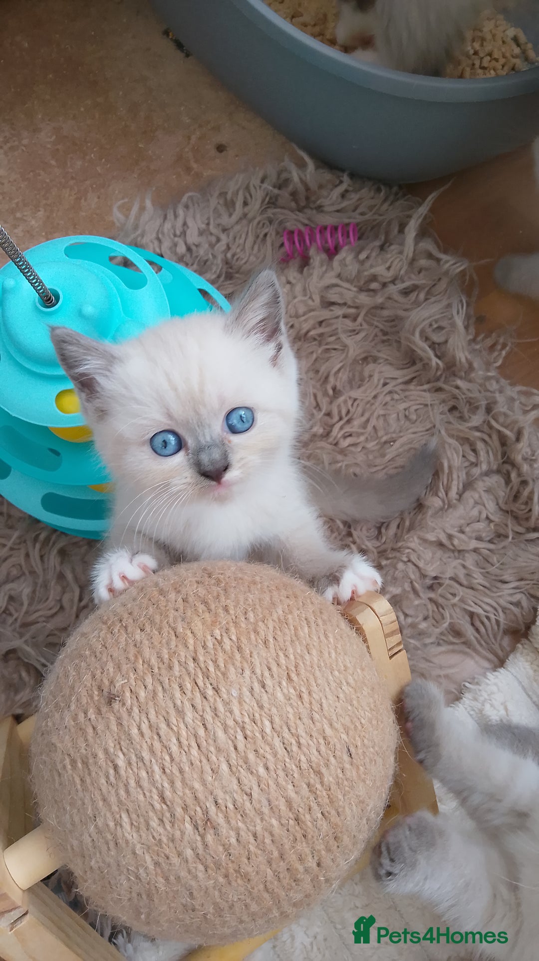Ragdoll cats for sale: 4 stunning ragdoll kittens left - Image 10