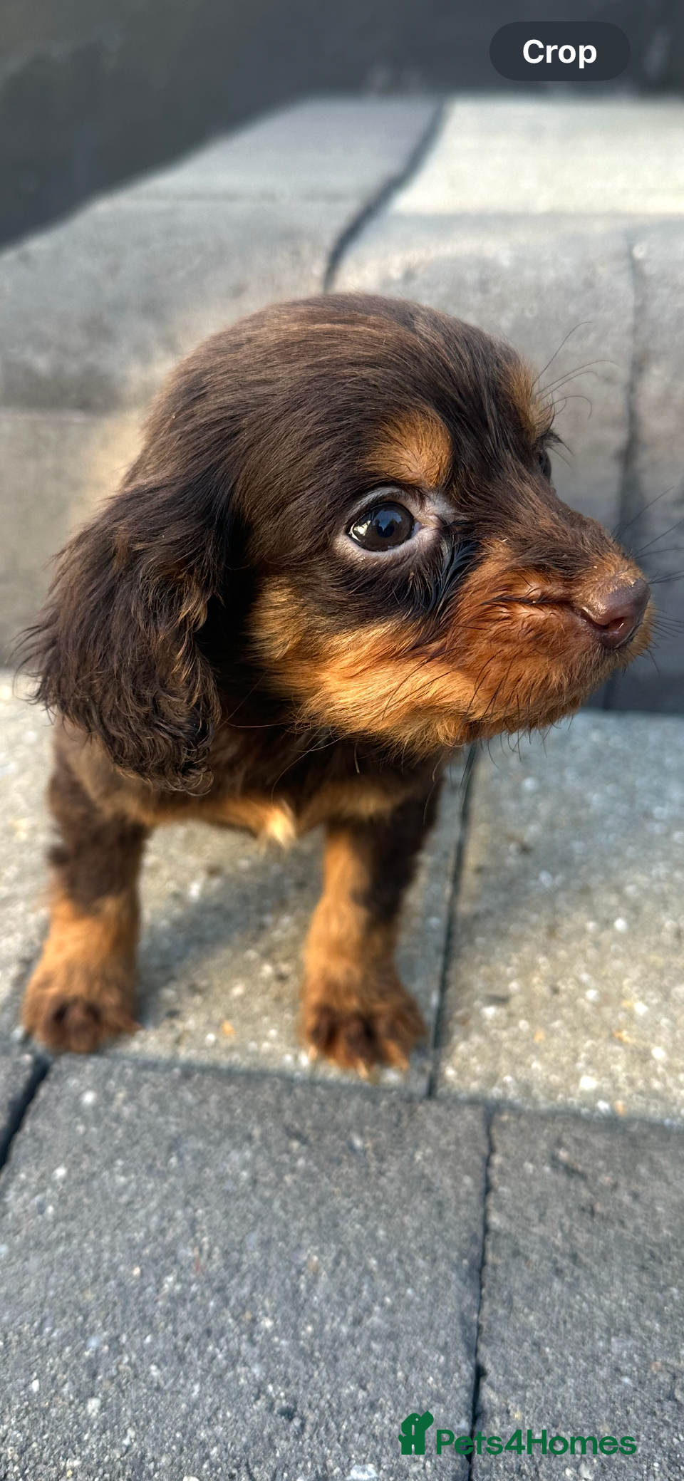 Cocker Spaniel dogs Cocker spaniels  - Advert 17