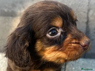 Cocker Spaniel dogs Cocker spaniels - Advert 17