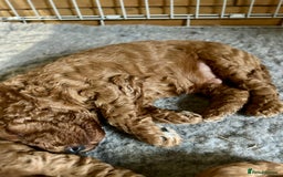 Cockapoo dogs for sale: Beautiful fox red cockapoo pups  - Image 8