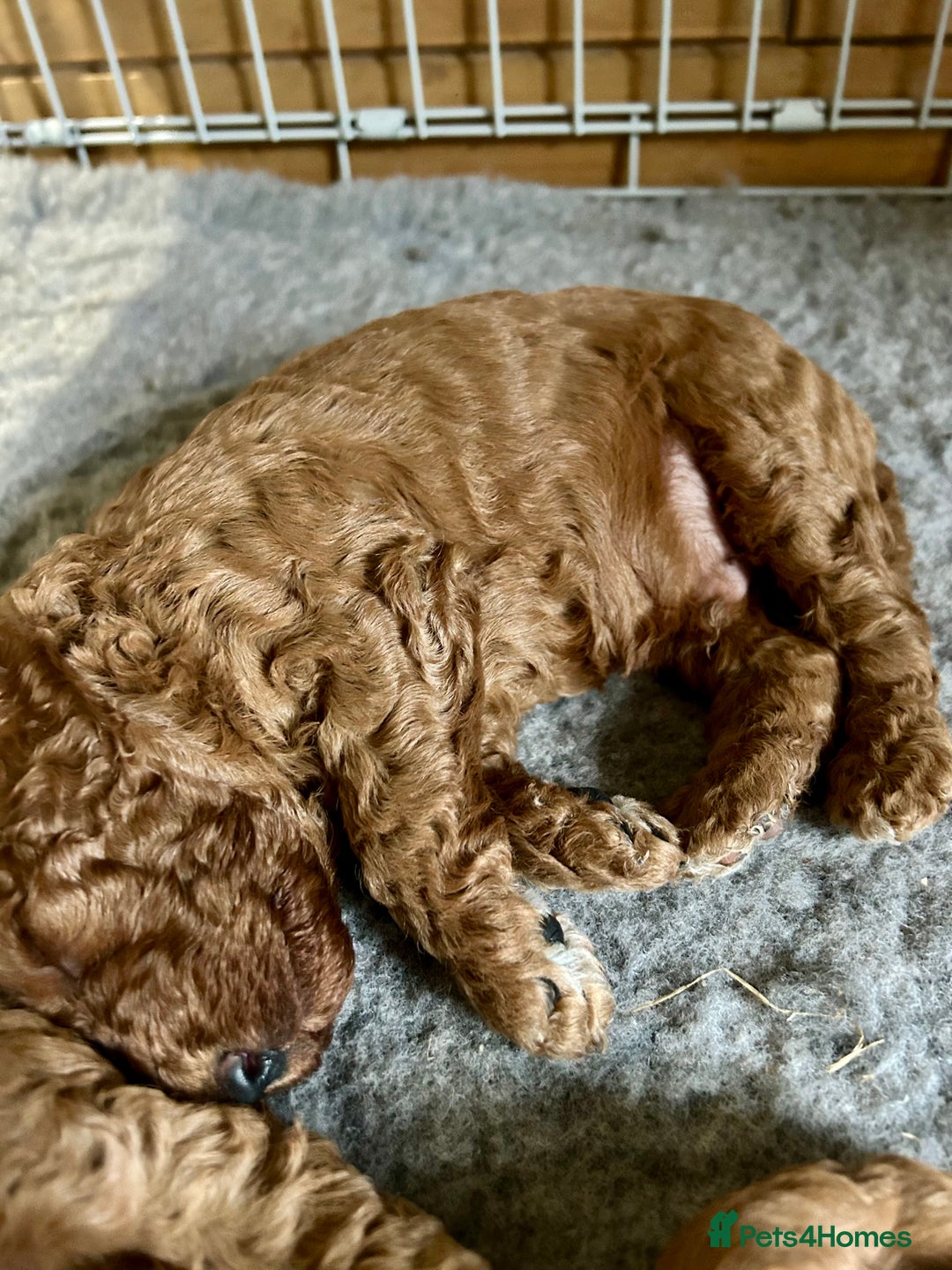Cockapoo dogs for sale: Beautiful fox red cockapoo pups  - Image 8
